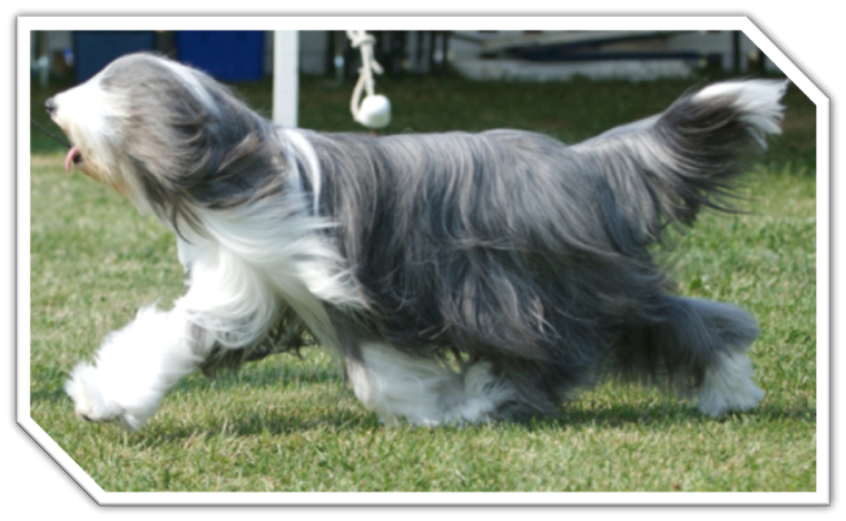 beardedcollie(1)