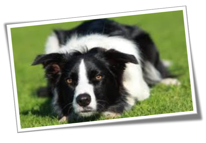 bordercollieblkwht(1)