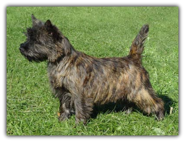 cairnterrier(1)