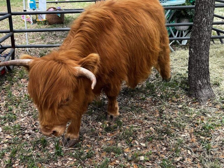 coo