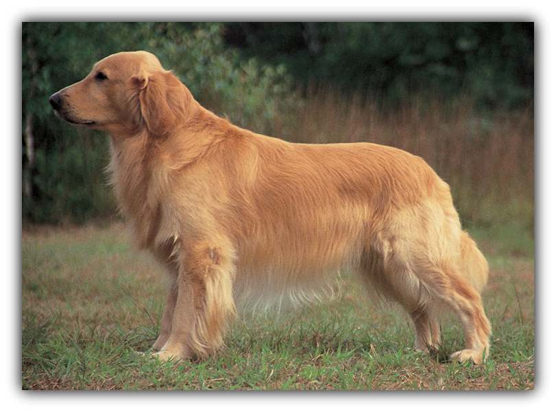 goldenretriever(1)