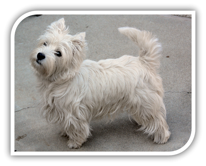 westhighlandwhiteterrier(1)